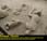 Bodies of victims of Pompeii